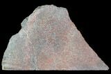 Polished Dinosaur Bone (Gembone) Section - Utah #106897-1